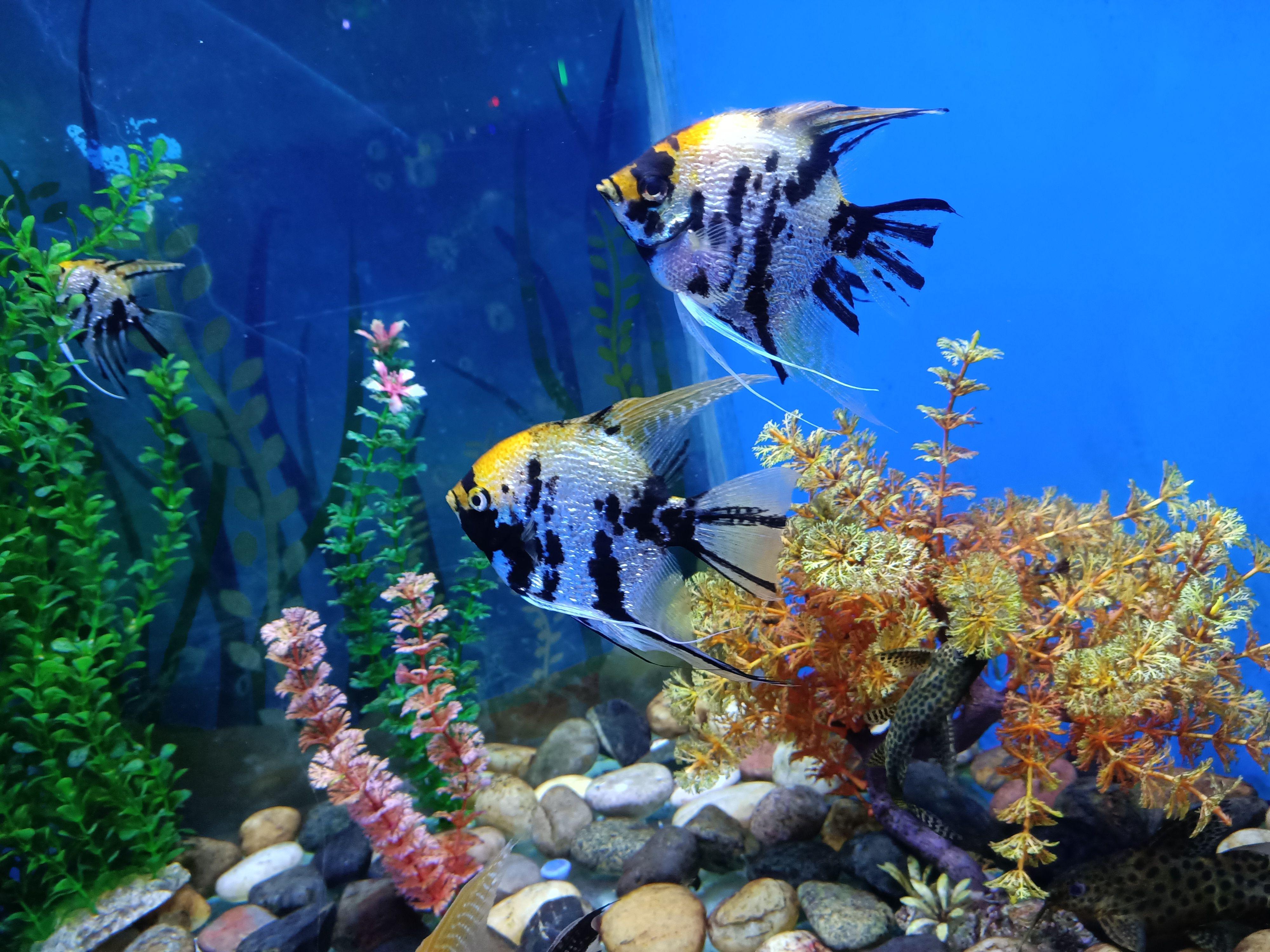 三鲨海洋世界乐园:探索神秘的海洋世界 三鲨海洋世界乐园是一个集合了