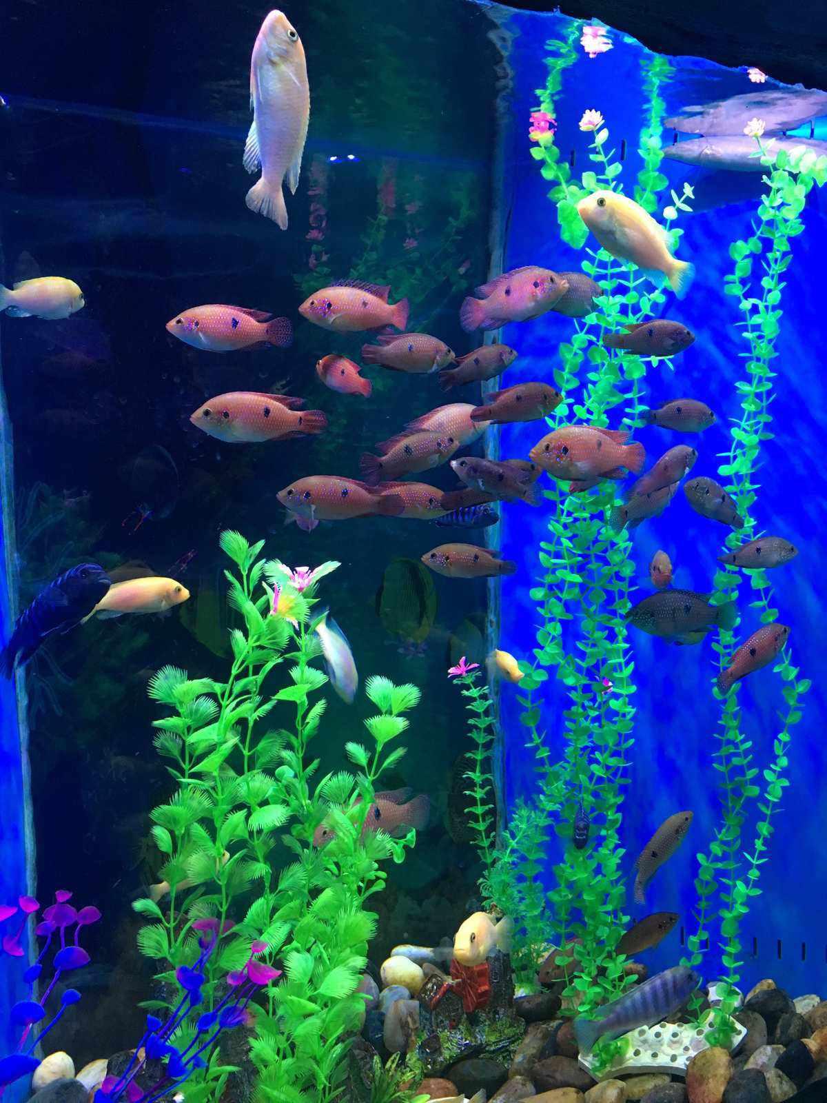 探索神秘的海洋世界 三鲨海洋世界乐园是一个集合了海洋生物观赏,科普