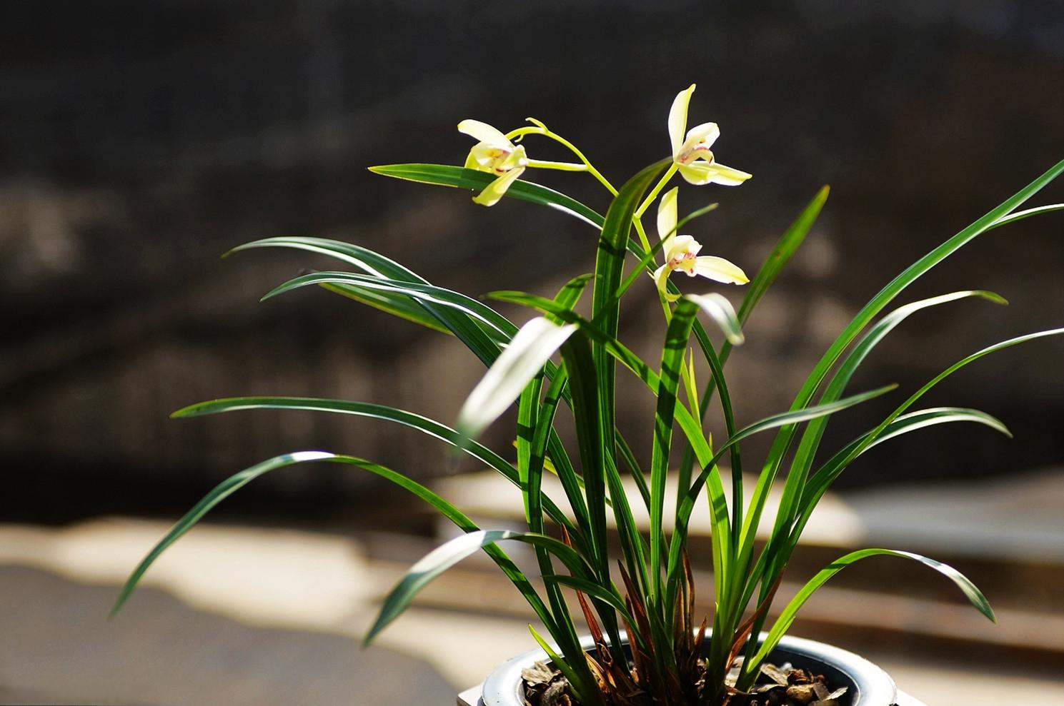 香妃兰花:养花新宠儿 现代生活中,养花成为人们钟爱的生活乐趣.