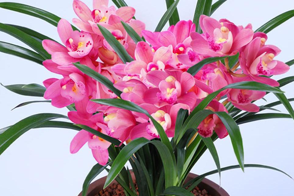 香妃兰花:养花新宠儿 现代生活中,养花成为人们钟爱的生活乐趣.