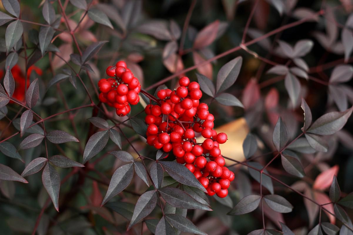 但是,要让南天竹健康茂盛,还需要掌握一些小技巧.