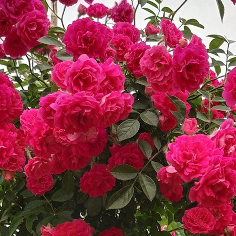 甜蜜红木香:打造属于自己的夏日花园 在情侣的浪漫约会,亲人的感激之