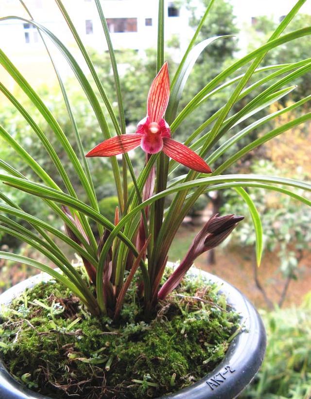 醉红素兰花:珍稀品种,观赏价值无与伦比 醉红素兰花,源自我国红河地区