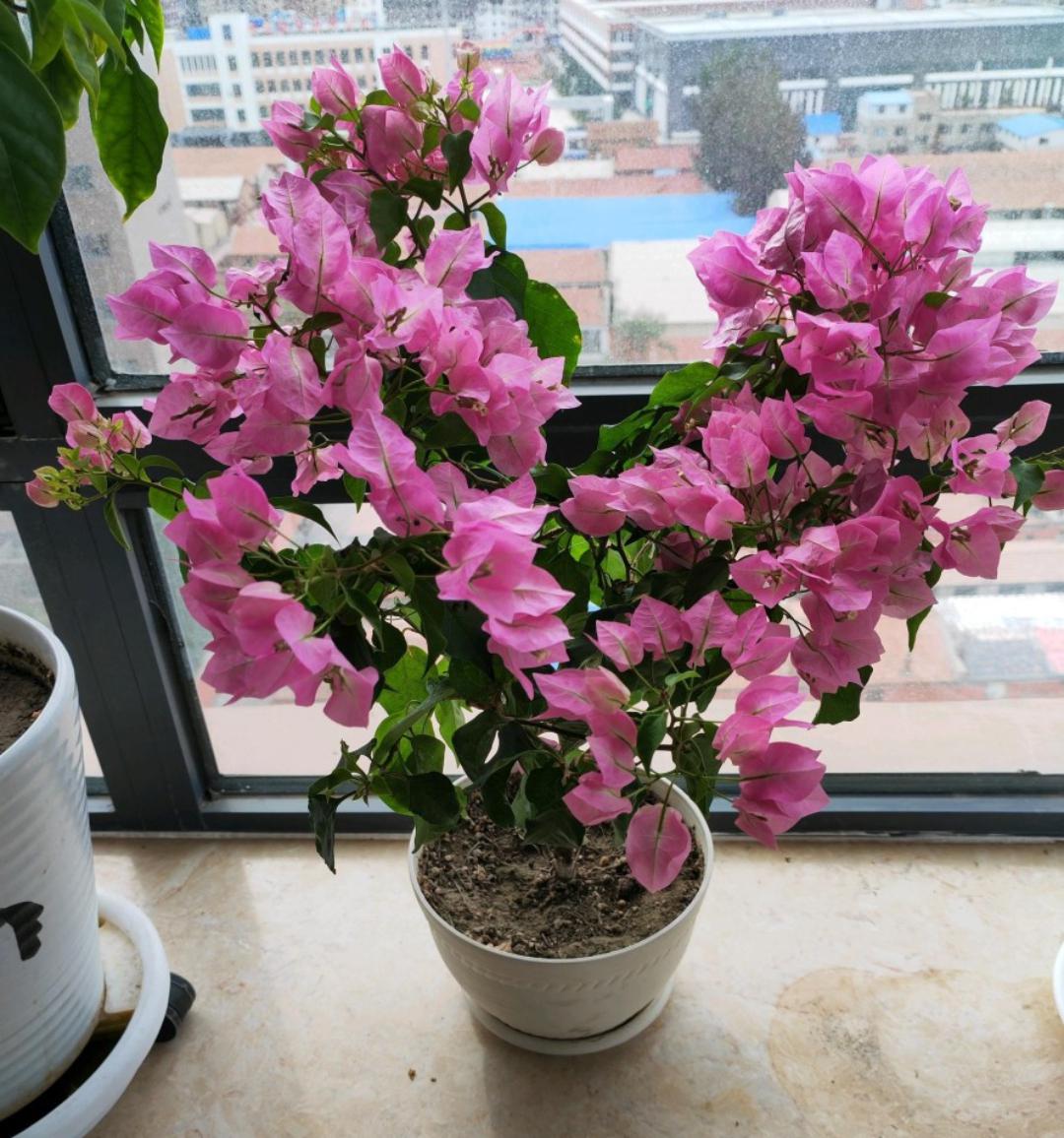 冬季三角梅开花技巧:4点让它疯狂盛开 南方的三角梅,一年四季盛开的