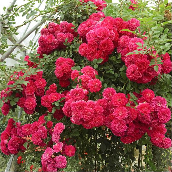 当然非甜蜜红木香莫属.