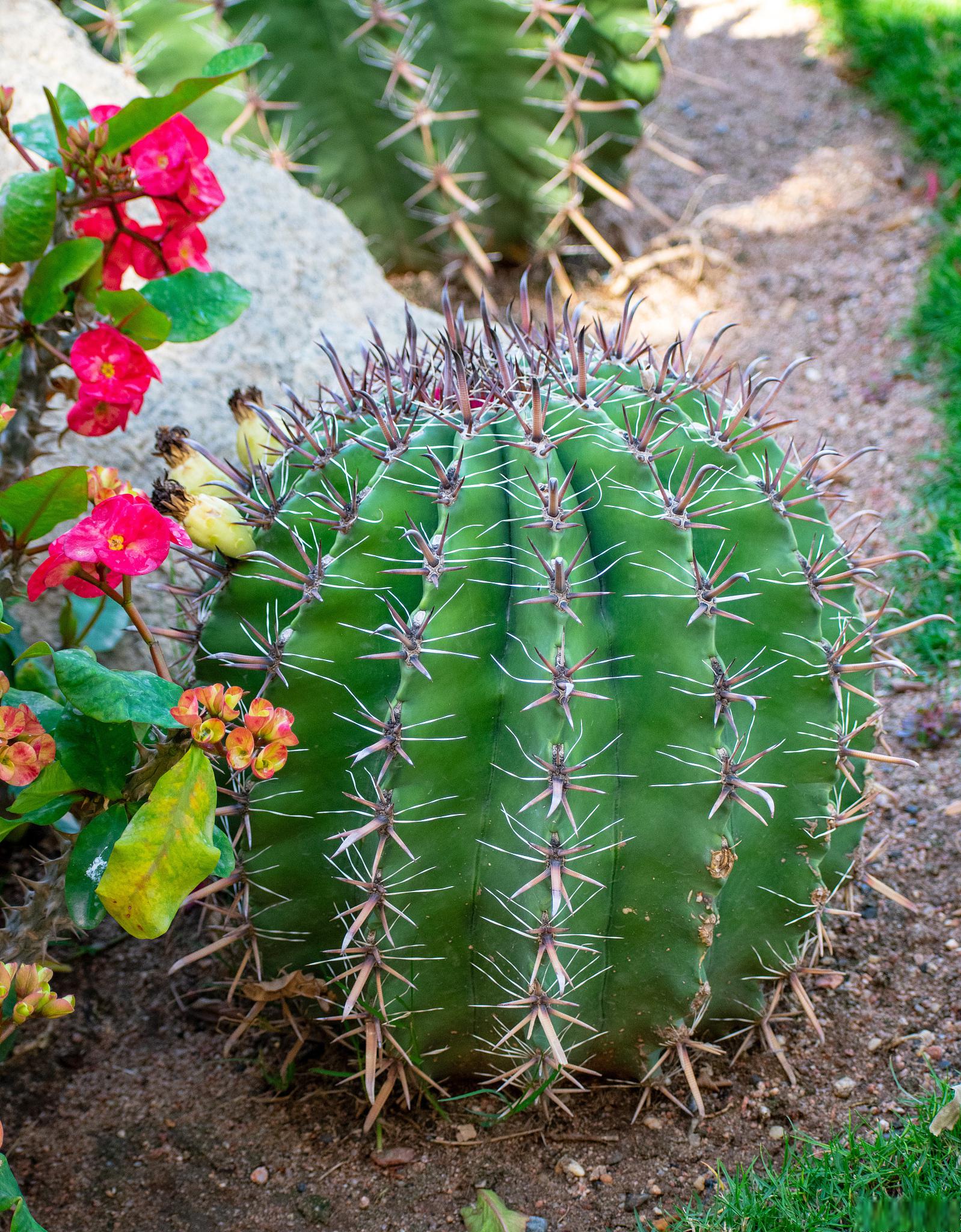 但,要让仙人剑盛放,你需要掌握一些养殖诀窍.