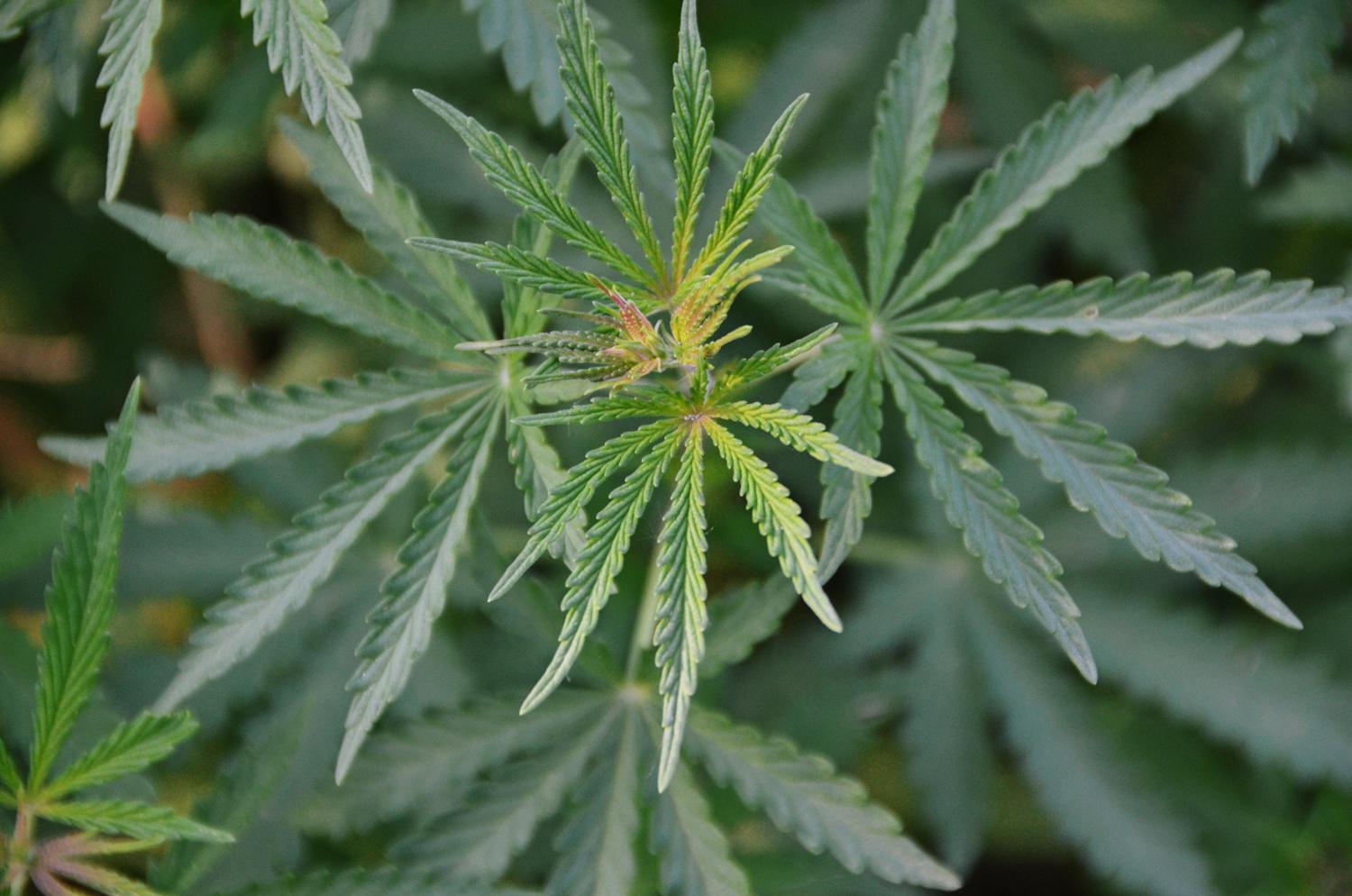 中国黄麻产业的警示:创新与市场需求的重要性 中国黄麻产业的衰落主要