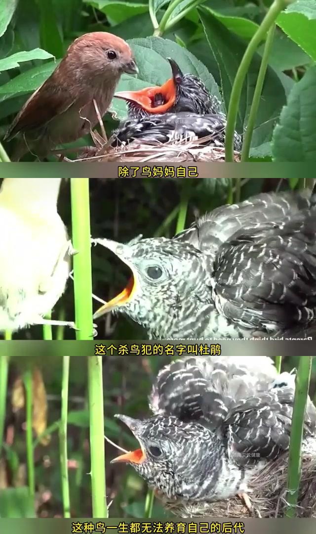 自私的食巢者 杜鹃幼鸟一出生就展现出其邪恶的一面,它们会清除鸟巢中