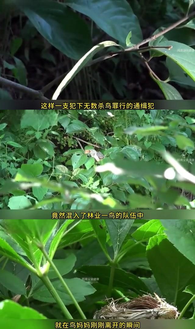 自私的食巢者 杜鹃幼鸟一出生就展现出其邪恶的一面,它们会清除鸟巢中