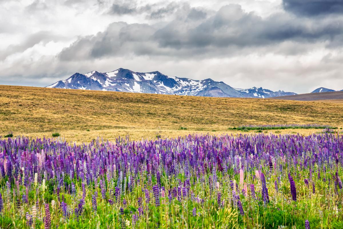 新西兰:大自然的疗愈宝库 新西兰,一个真正的大自然的疗愈宝库.