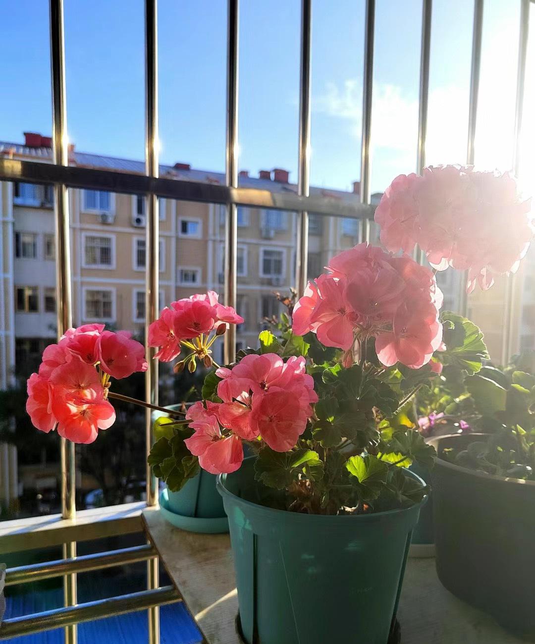 天竺葵"857":被低估的阳台之宝 天竺葵"857",一个神秘的品种,虽然名气