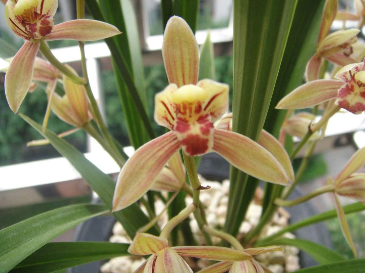 香妃兰花:雅致生活的象征 兰花,被誉为花中四君子之一,早已深深植根于