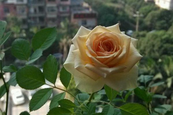雅典娜月季:花中皇后,优雅芬芳 雅典娜月季,以其优雅的花姿和持久的