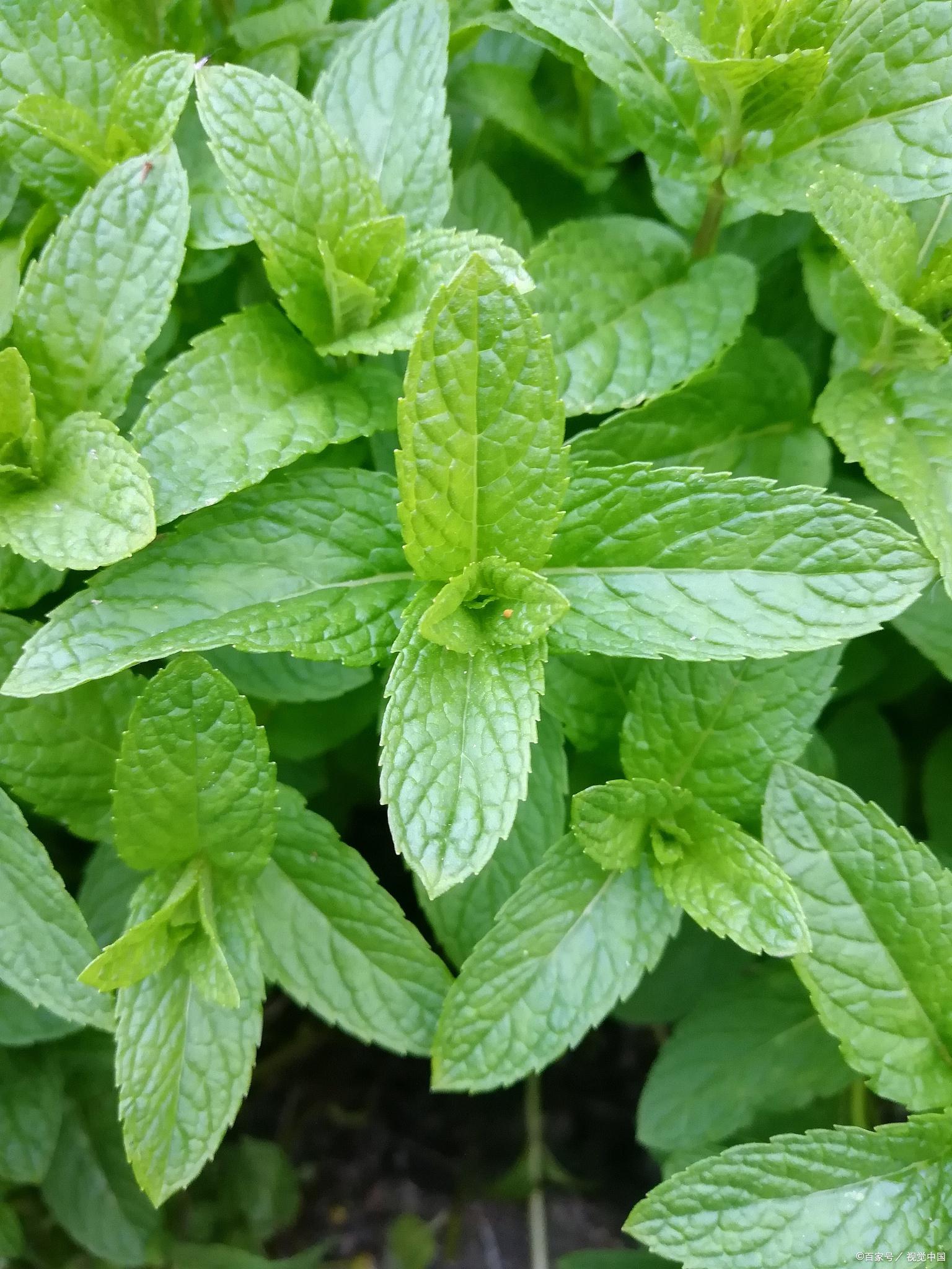 水培薄荷:室内绿意盎然,轻松养护的秘密 水培薄荷,这一室内绿植界的