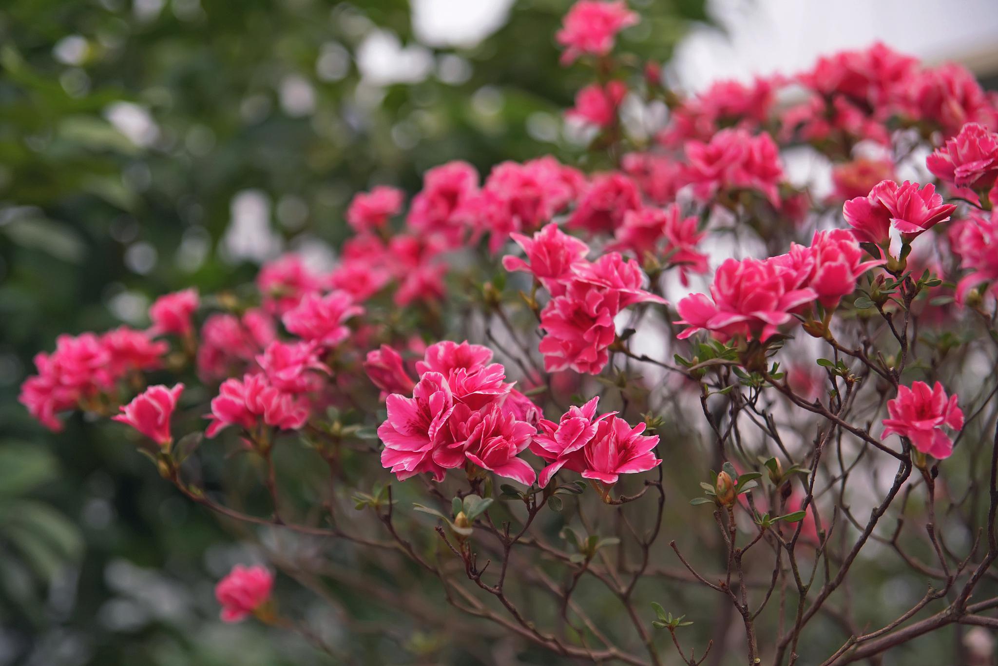 拯救枯萎杜鹃花的秘籍 杜鹃花是一种美丽的花卉,但是它们的养护需要