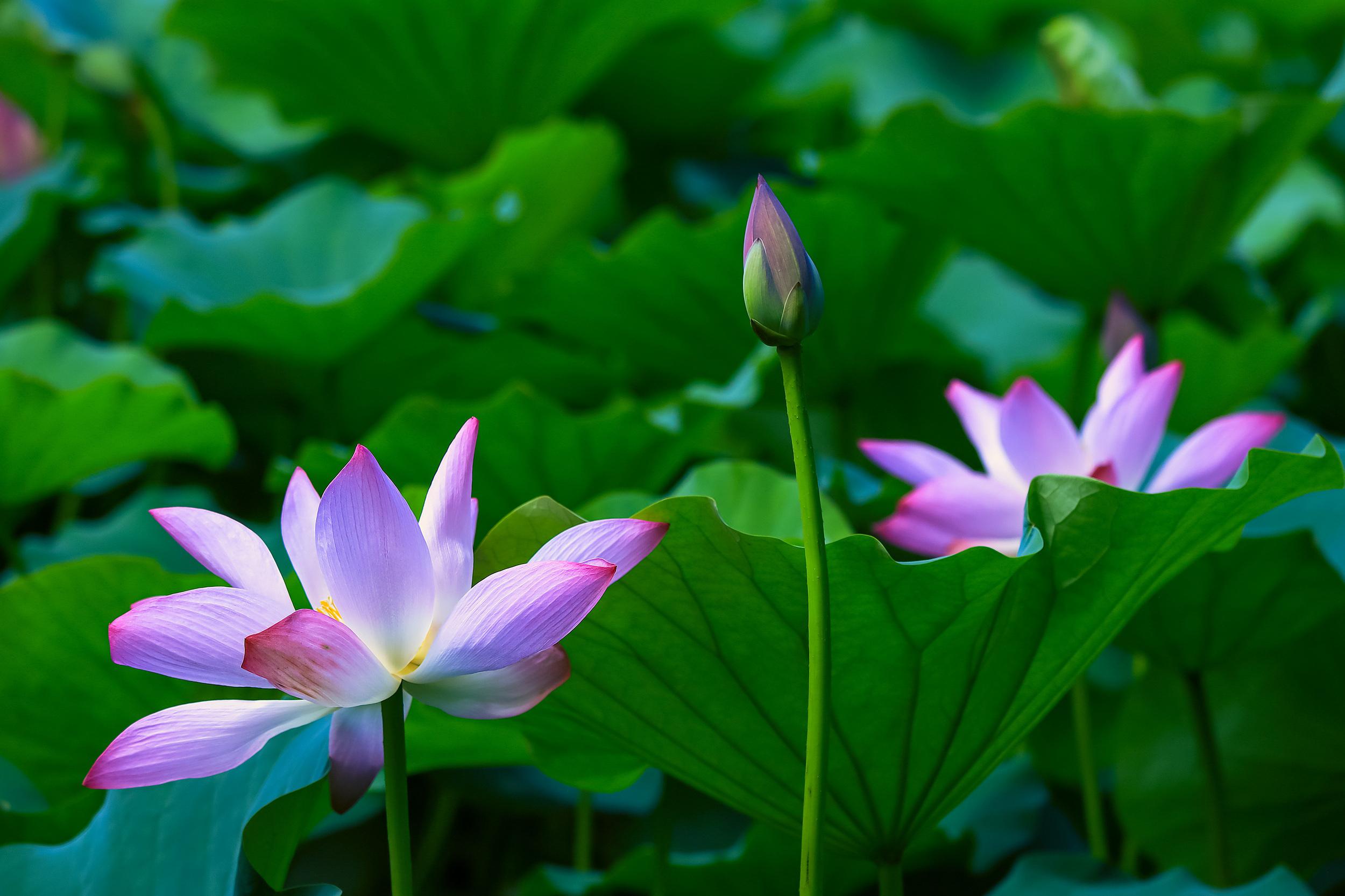 10种代表夏天的景物图片