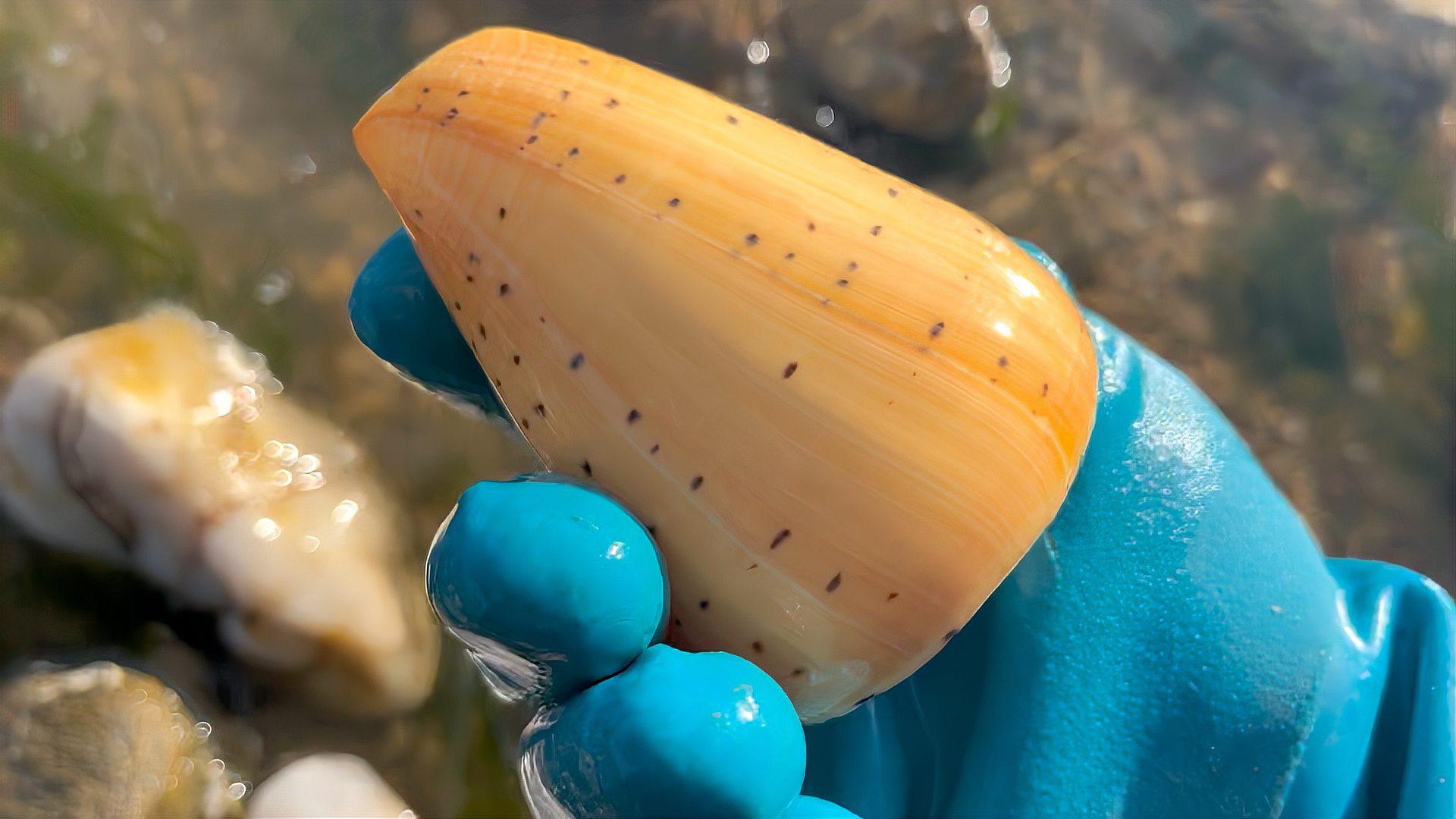 摄影师的意外发现:美丽的海螺壳与粉丝的幸福 摄影师在赶海时意外收获