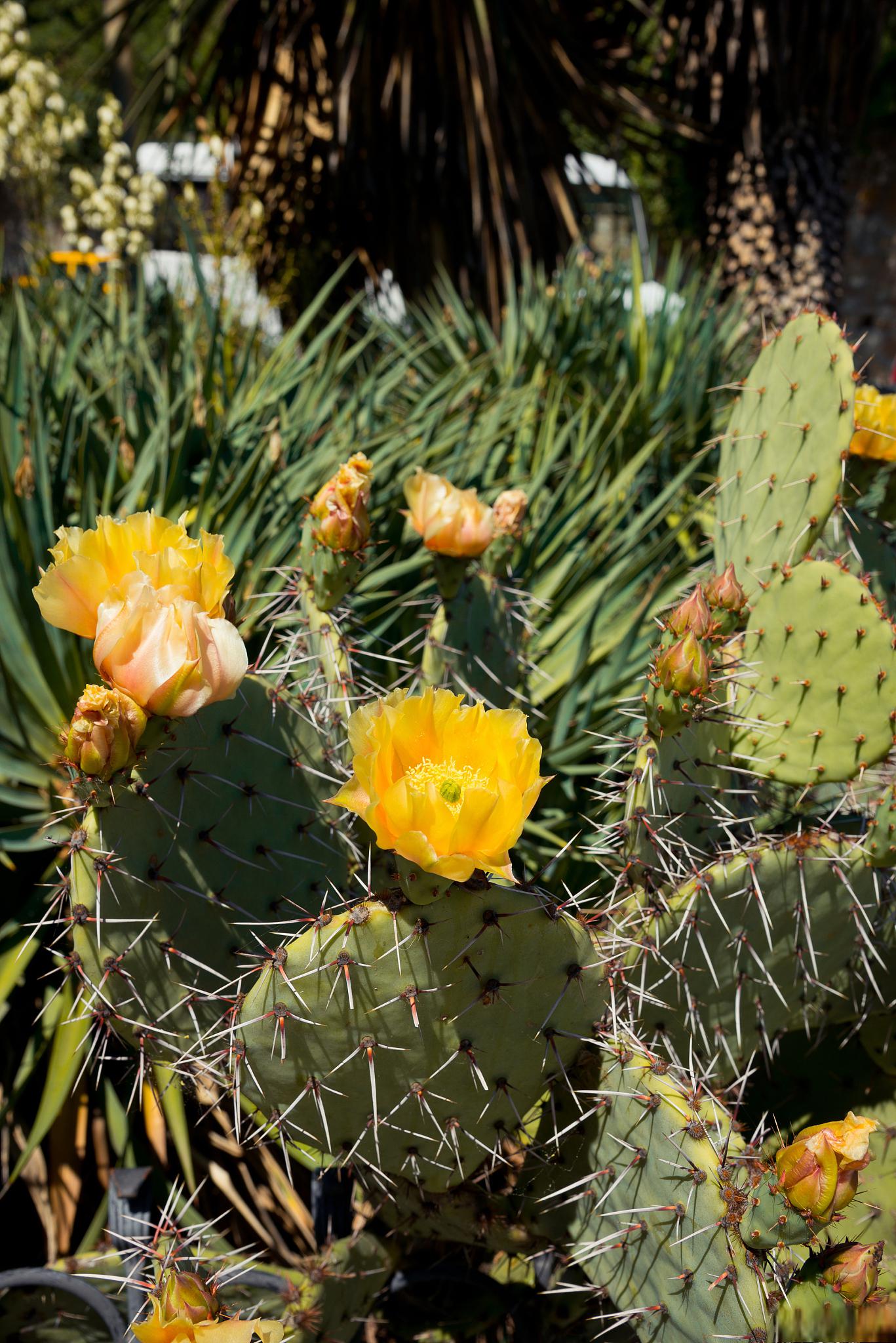 移栽仙人掌,让植物顺利生长 仙人掌是一种耐旱,耐寒的多肉植物,尤其