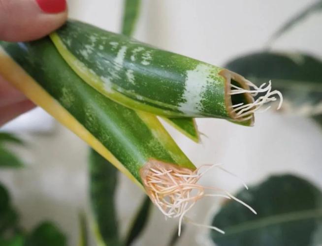 本文将为大家介绍三种虎皮兰扦插繁殖方法,手把手教你成为养殖达人.