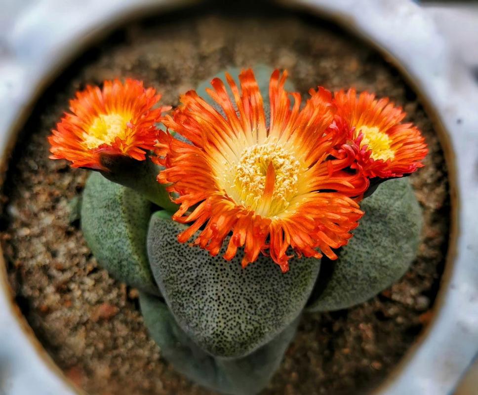 元宝多肉:名副其实的可爱小精灵 元宝多肉,叶片厚实如元宝,色彩鲜亮