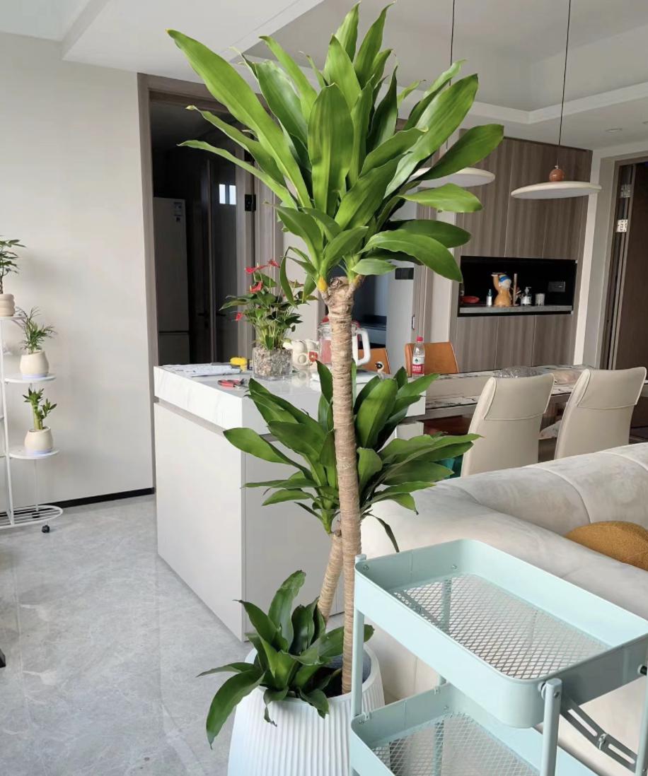 5种适合客厅角落的绿色植物 在当今家庭中,越来越多的绿色植物被欢迎.