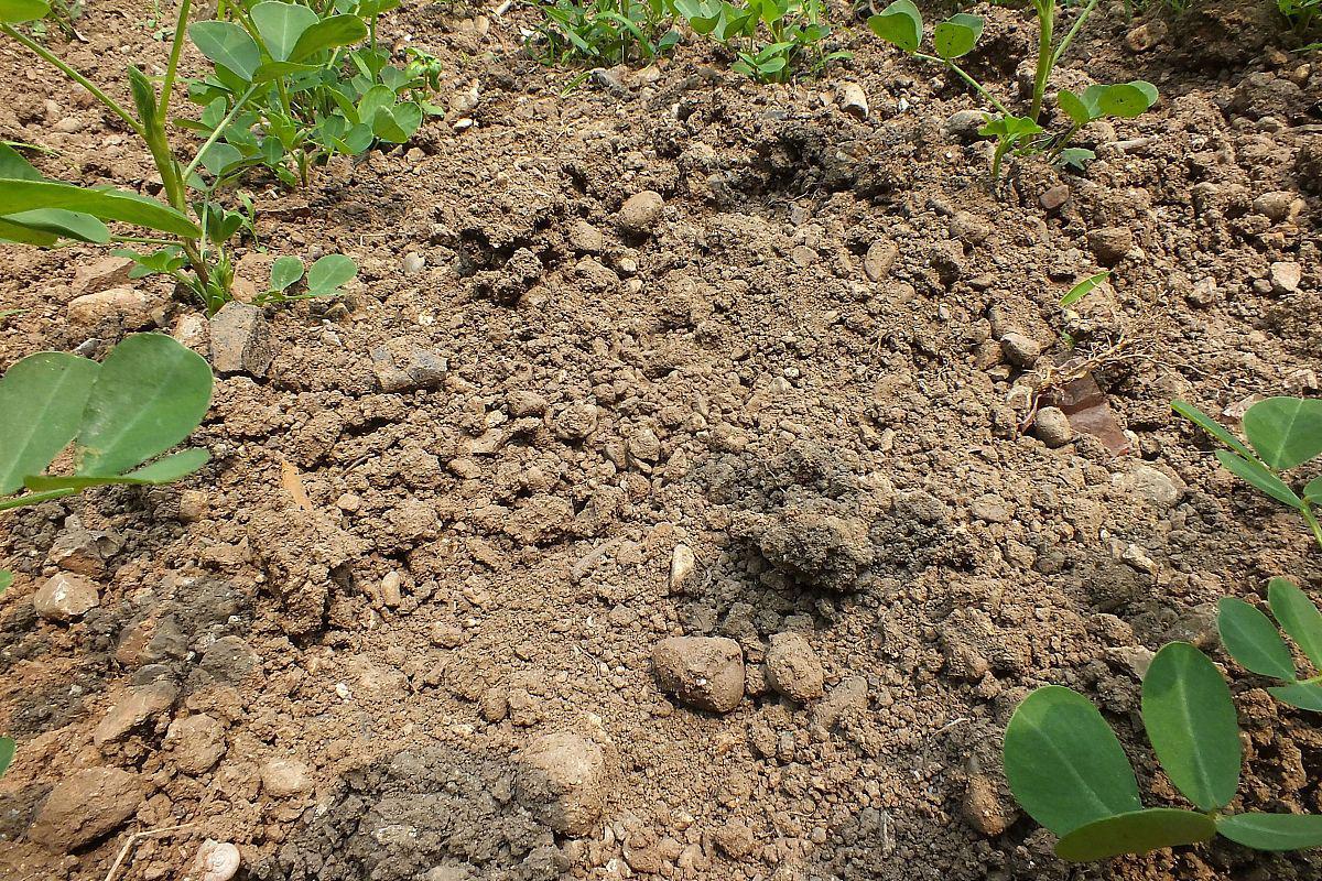 多肉植物土壤板结问题解决方法 .@小七的农居的动态