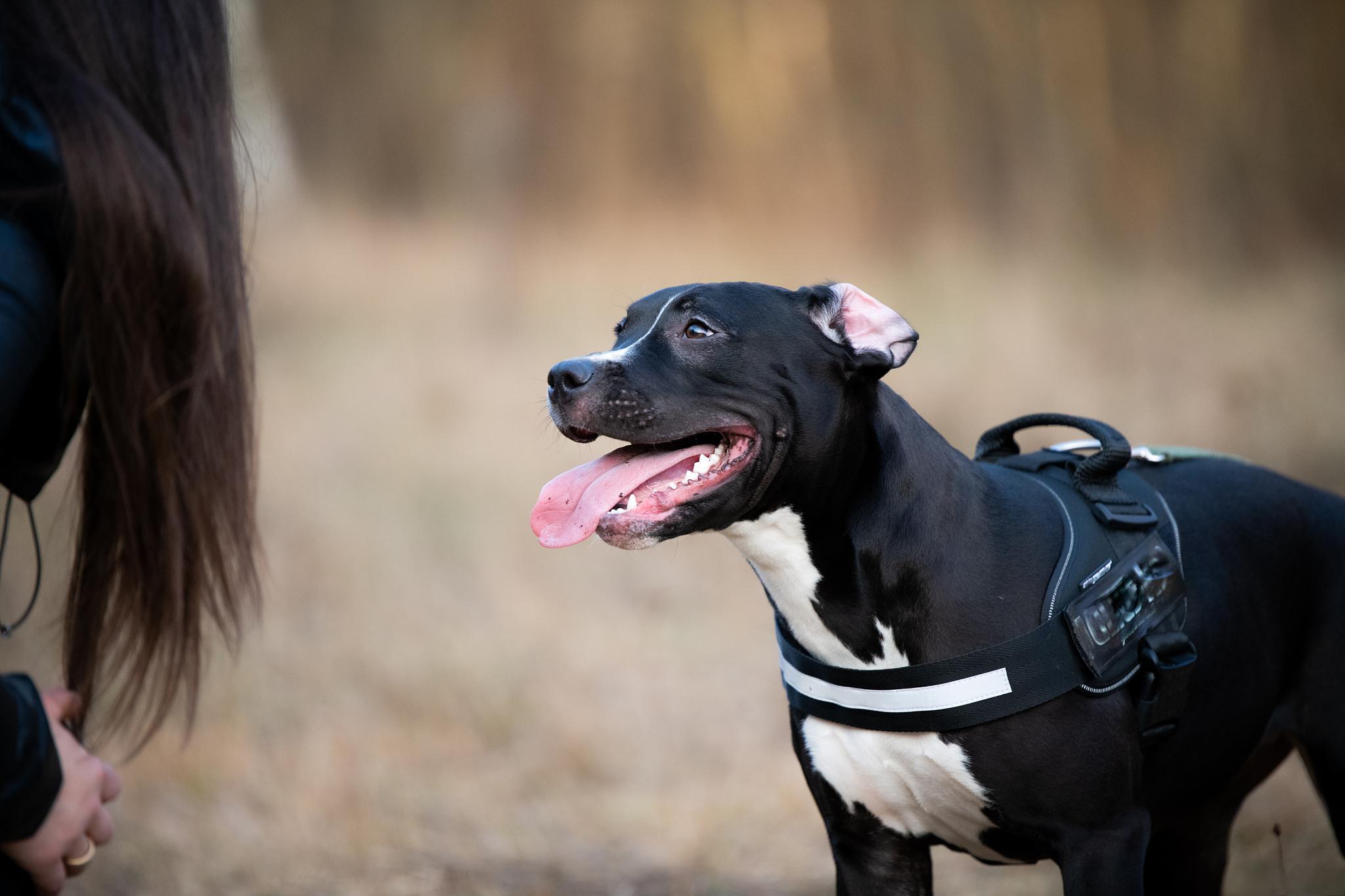 大丹犬图片最大壁纸图片