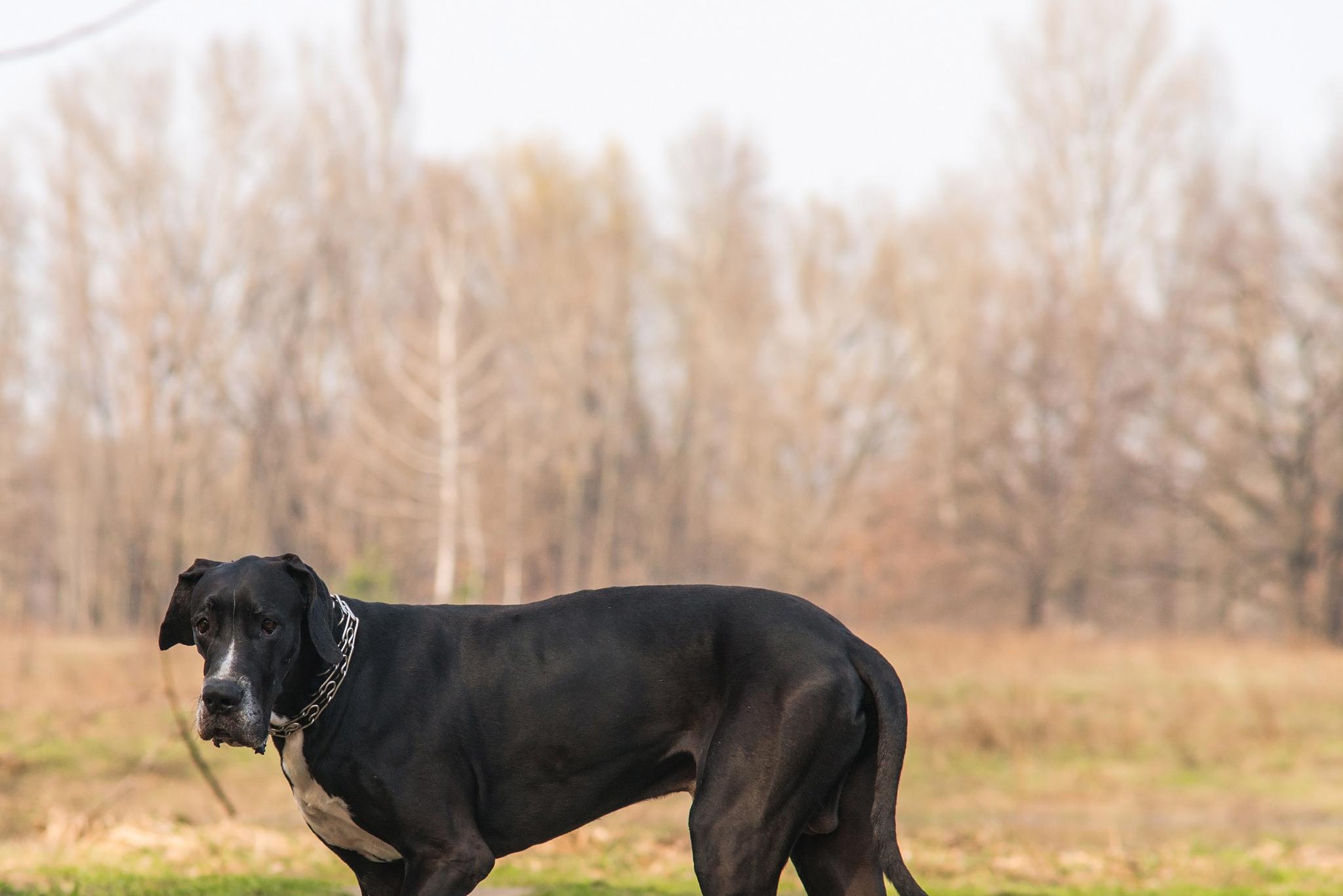 大丹犬的历史可以追溯到13世纪,最初被用于狩猎野猪,熊等大型猎物.