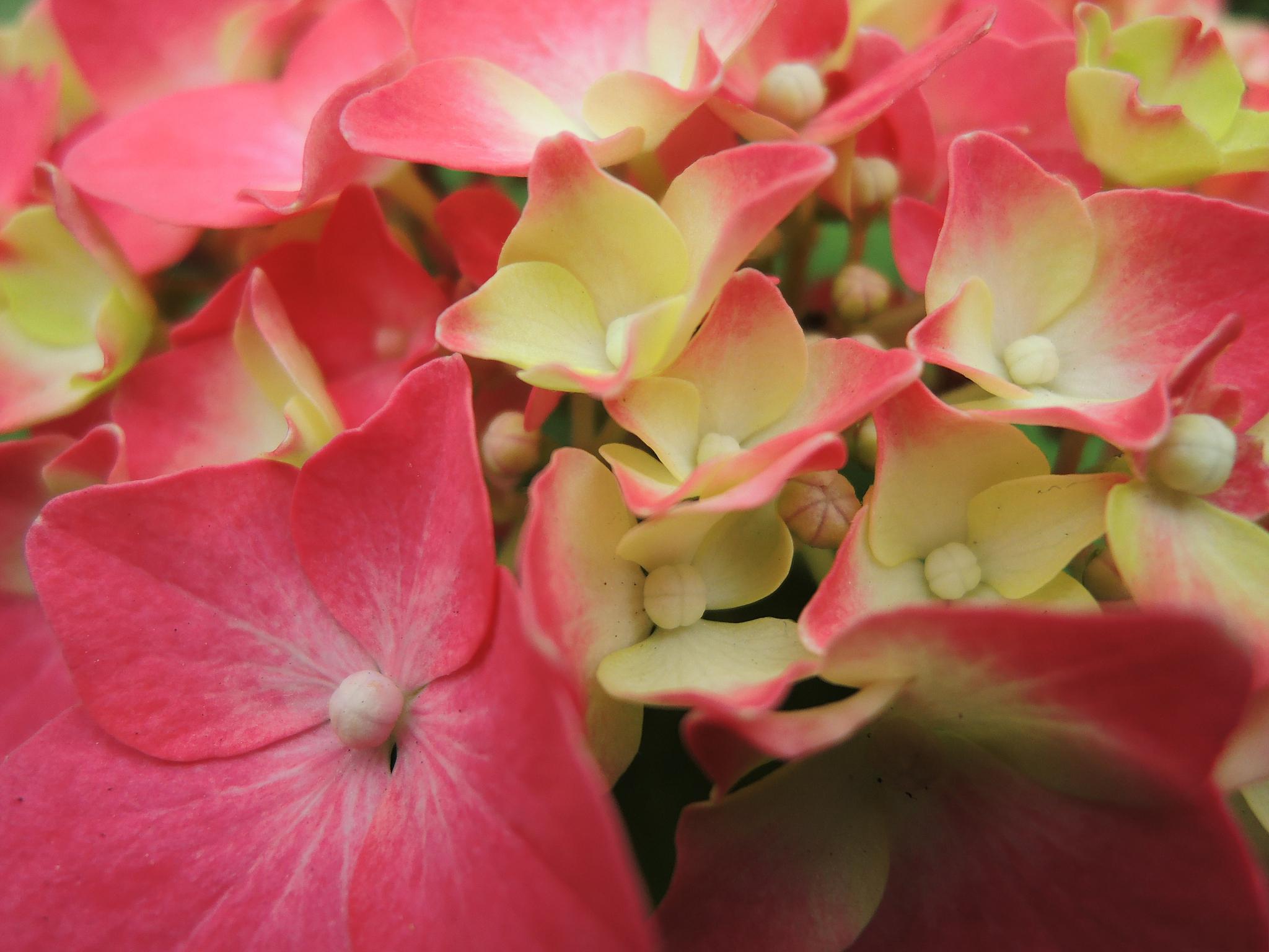 宝莲灯花:大自然的艺术瑰宝 宝莲灯花,又名粉苞酸脚杆,是一种令人惊艳