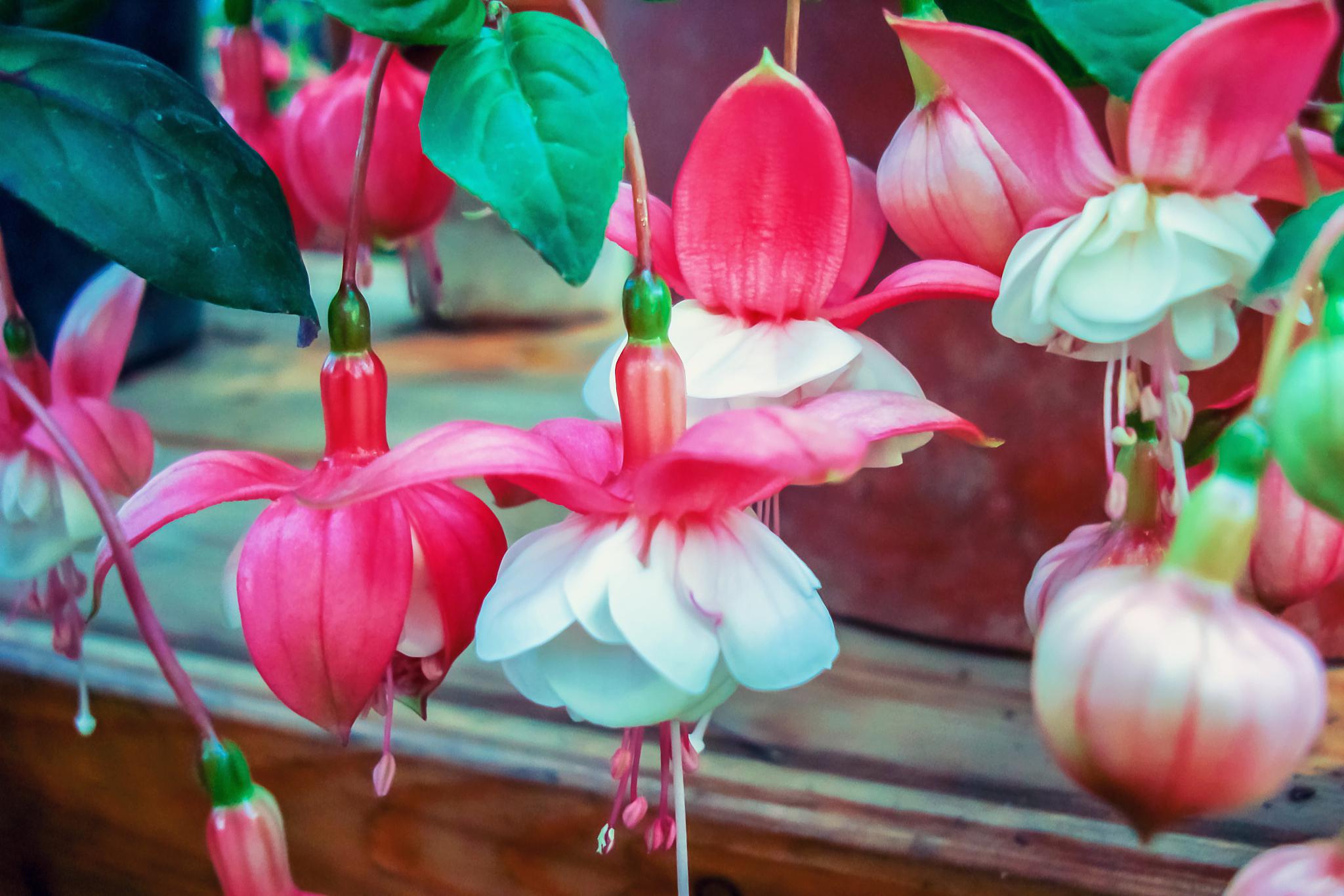 宝莲灯花:大自然的艺术瑰宝 宝莲灯花,又名粉苞酸脚杆,是一种令人惊艳