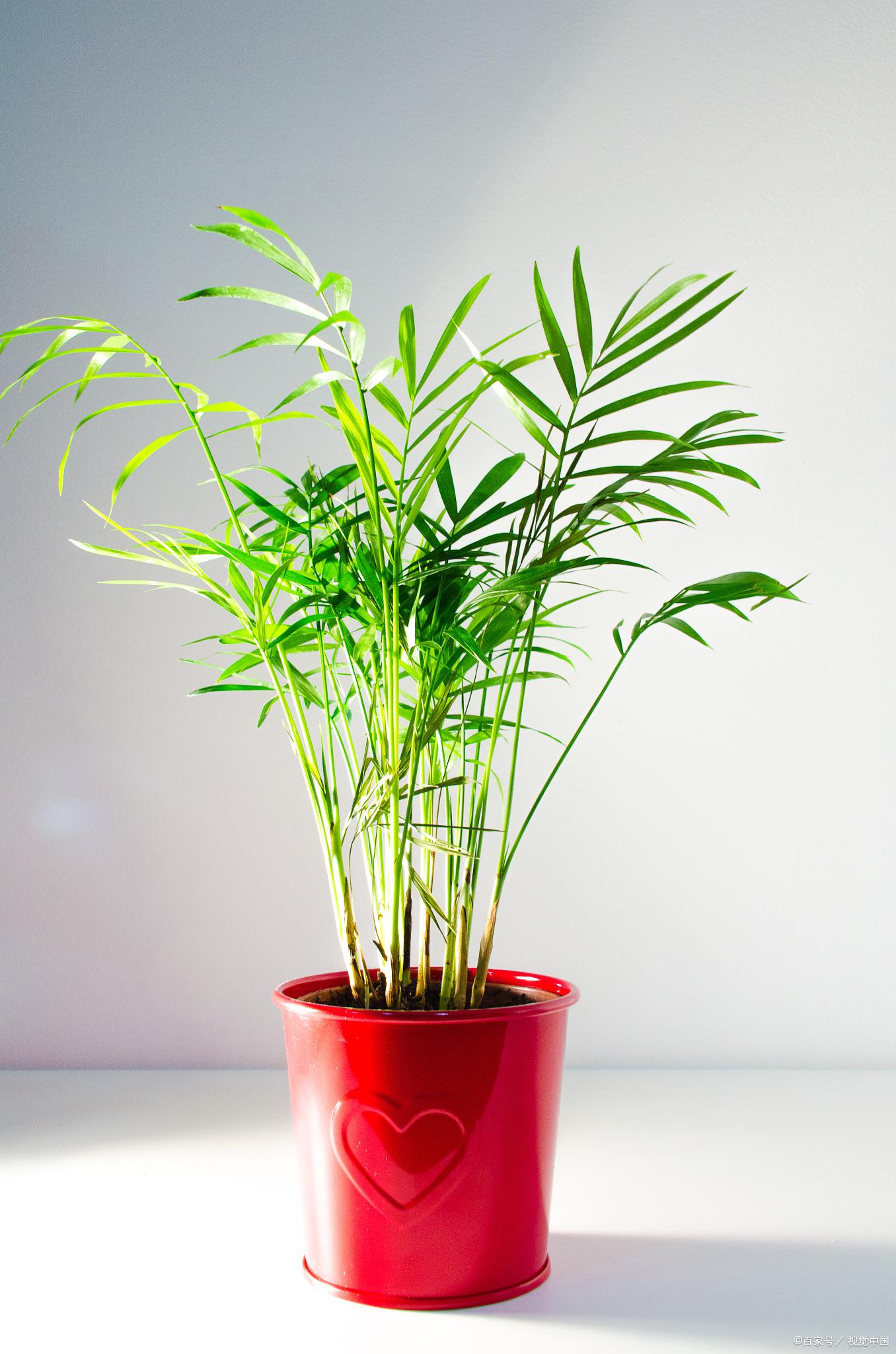 棕竹:优雅的室内观叶植物 棕竹是一种优雅的室内观叶植物,拥有翠绿有