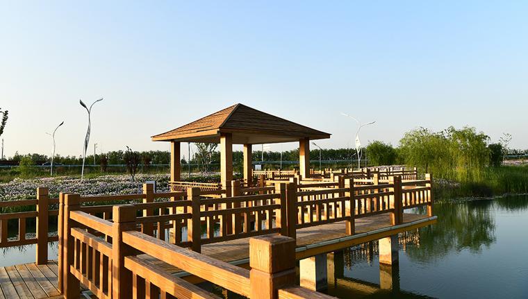 射阳湖湿地公园:大自然的馈赠 射阳湖湿地公园是一片美丽的湿地,这里