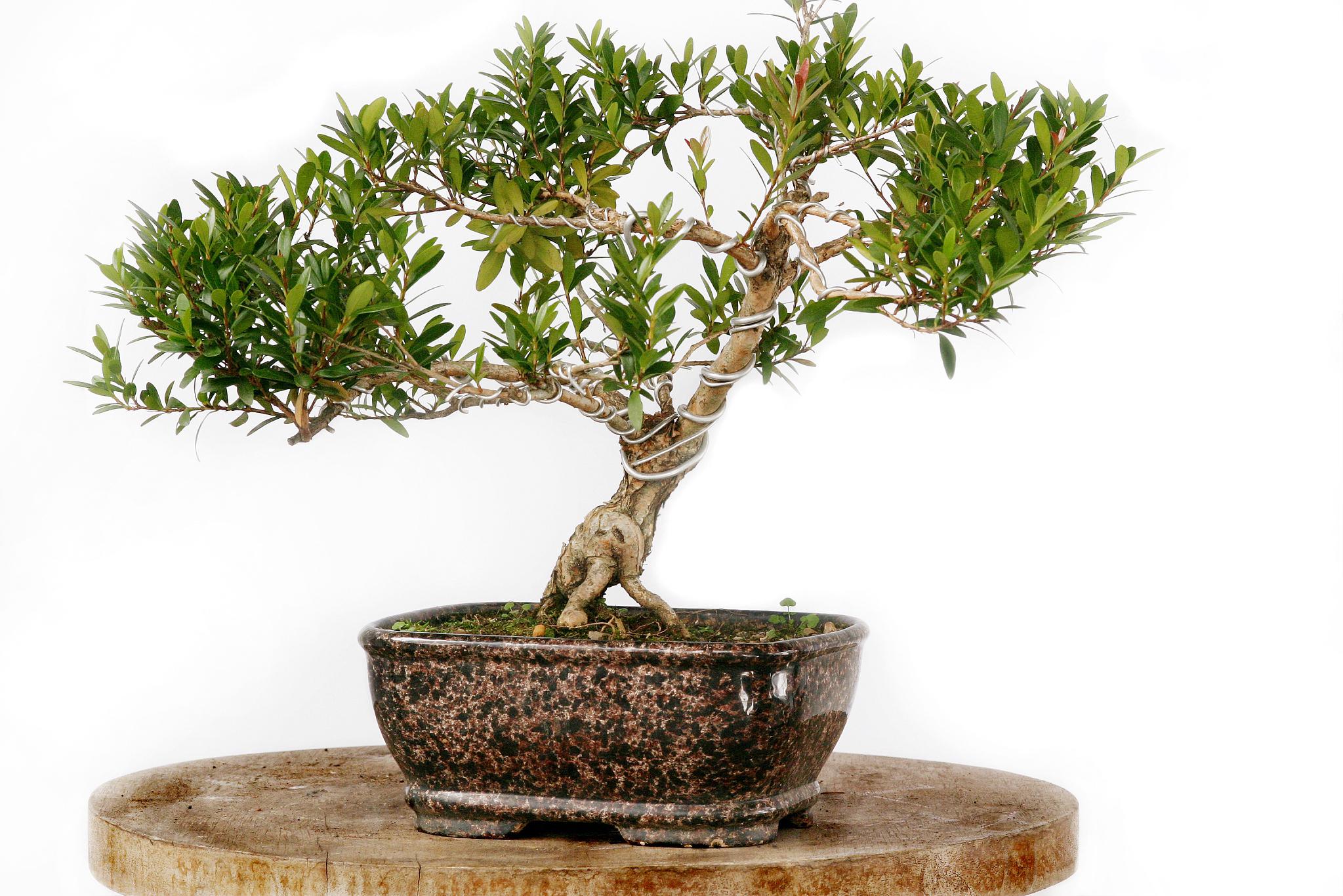 养育米兰花的六大秘籍 米兰花是一种优雅的室内盆栽,它需要你的爱与