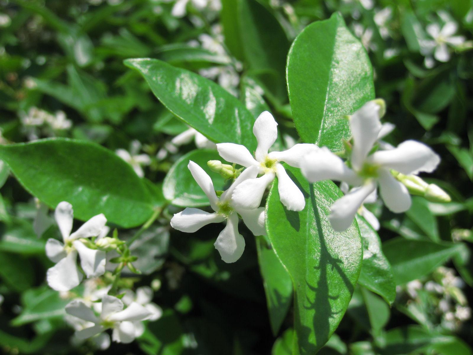 大花茉莉与小花茉莉:同宗不同命 茉莉花以其独特的香气和美丽的外观
