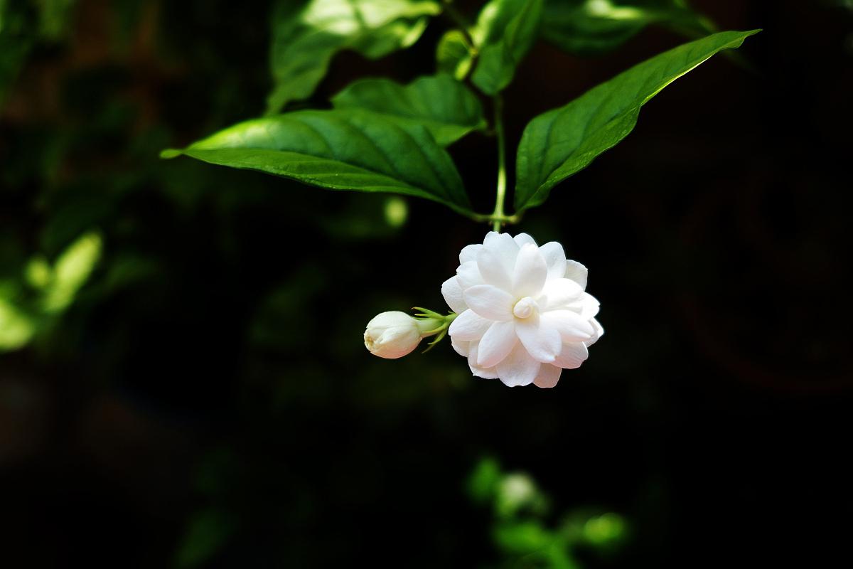 大花茉莉与小花茉莉:同宗不同命 茉莉花以其独特的香气和美丽的外观