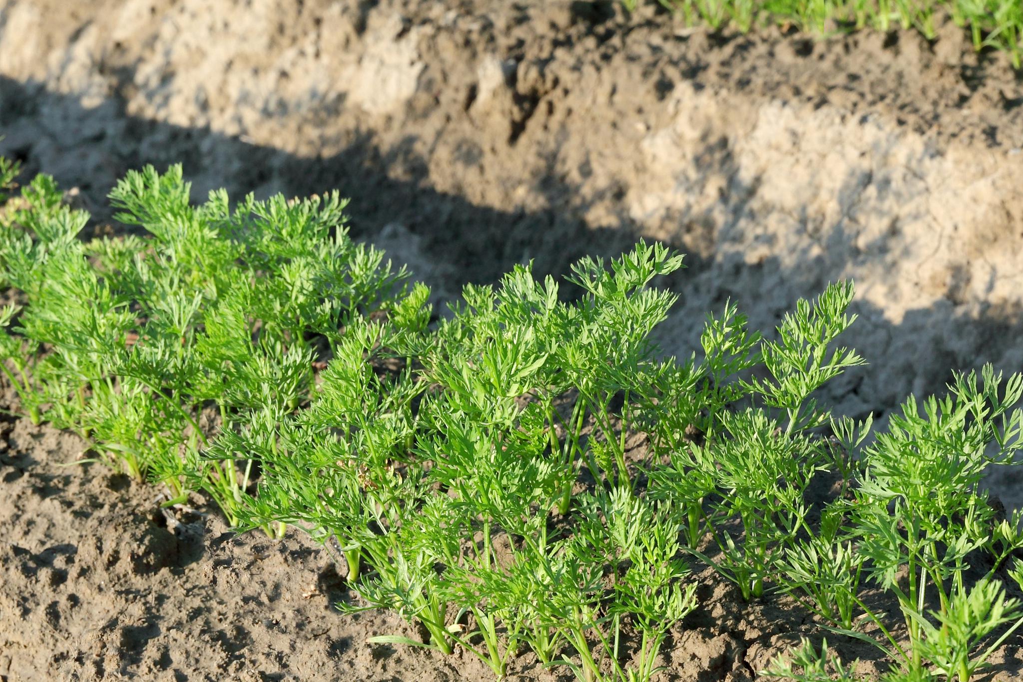 如何解决土壤板结问题:改善土壤结构,促进作物生长 土壤板结是指土壤