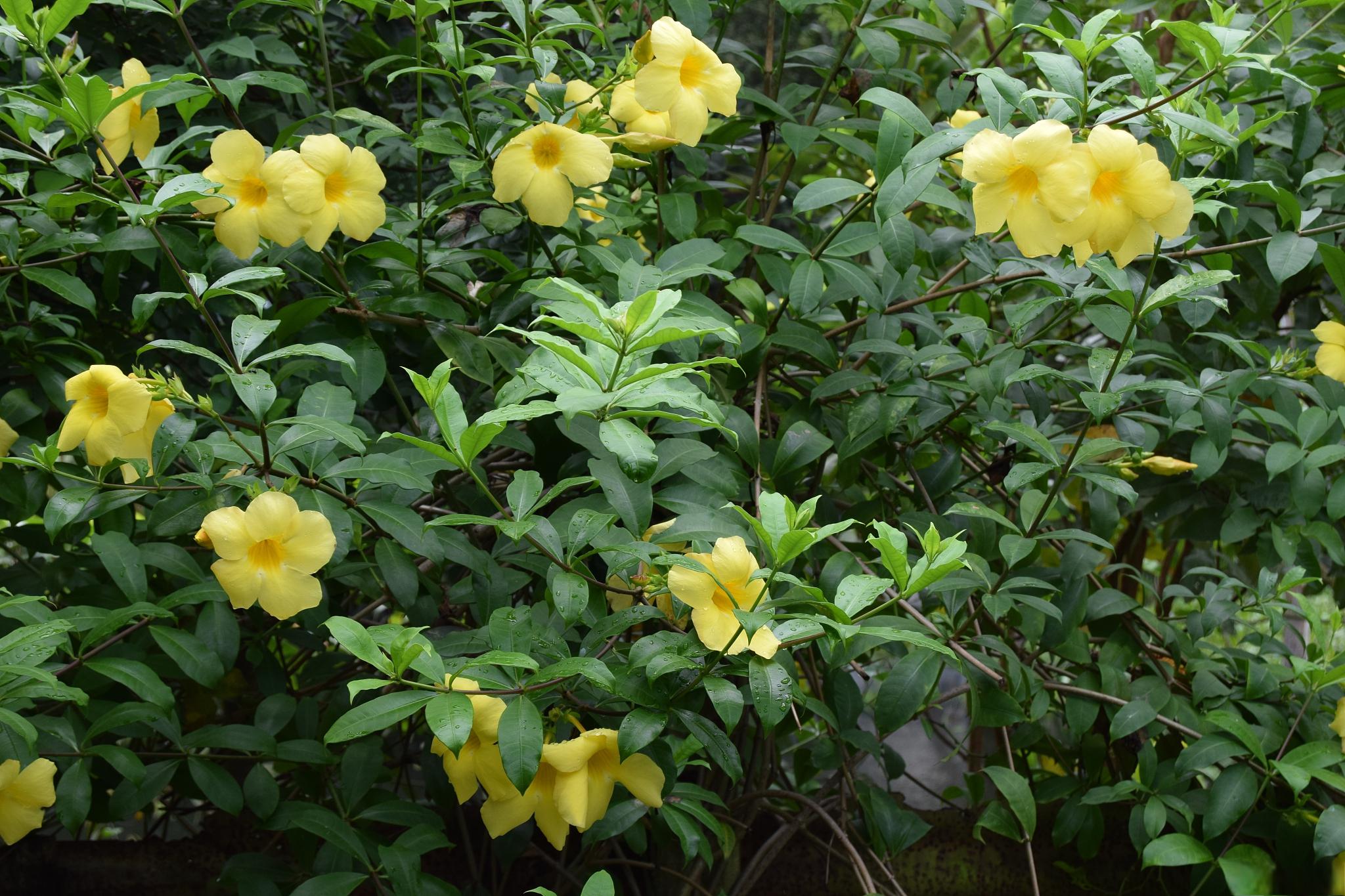 金丝茉莉以其绝美的花朵和醉人的香气,成为了无数花友的心头好.