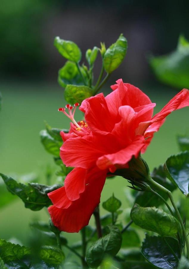 今天,我要为你介绍的扶桑花就是这样一种美丽的花卉.