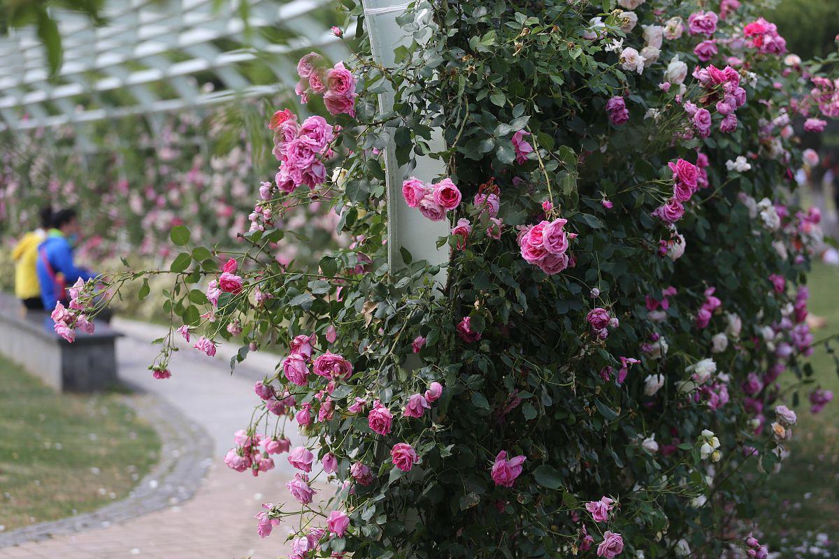 胭脂扣月季:如何让它一年四季绽放美丽?