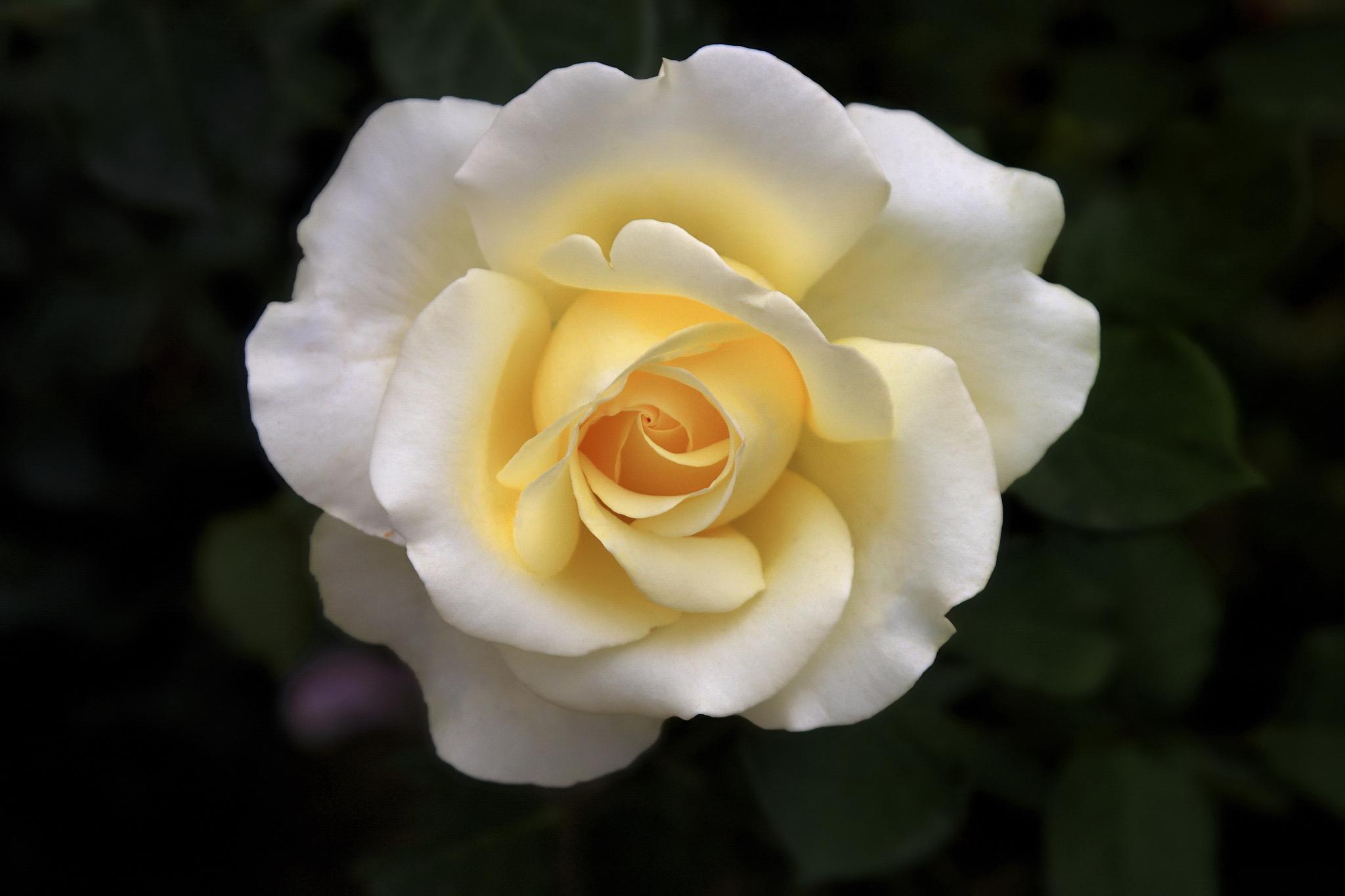 在这篇文章中,我们将一同深入了解白荔枝月季的优缺点,助你更好地欣赏