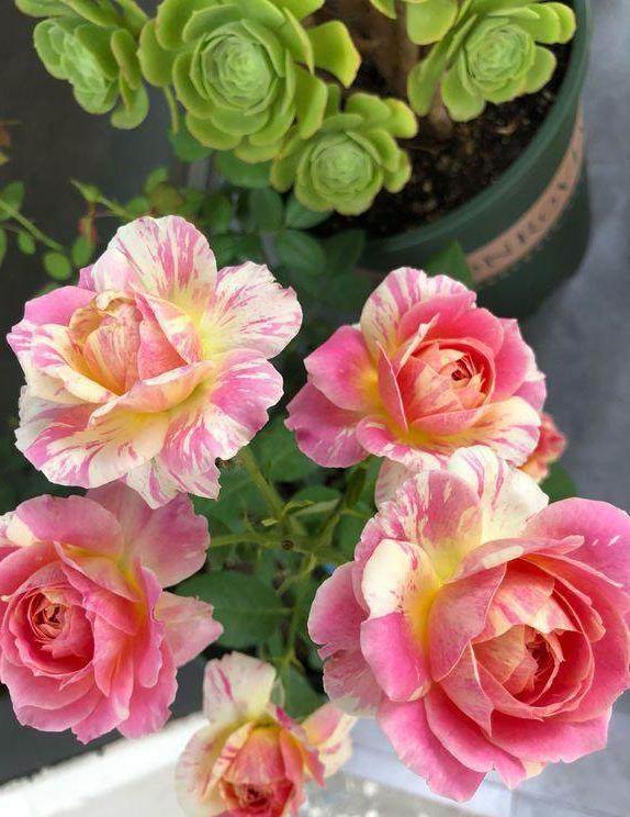 月季莫奈:耐热,少虫害的香水花品种 月季品种繁多,而莫奈这一品种在