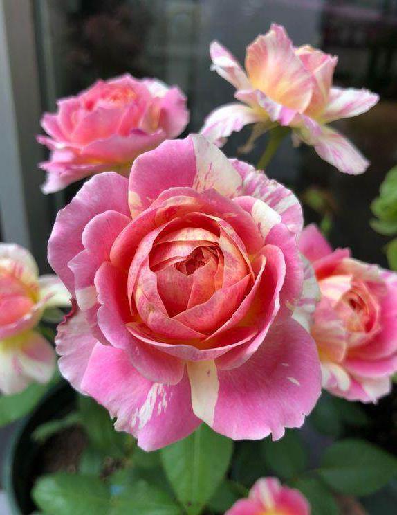 月季莫奈:耐热,少虫害的香水花品种 月季品种繁多,而莫奈这一品种在