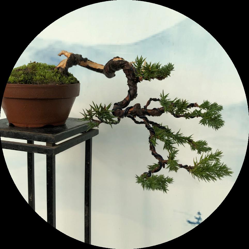 冬季松柏盆景养护指南 沭阳的冬日已悄然而至,松柏类盆景的养护工作也