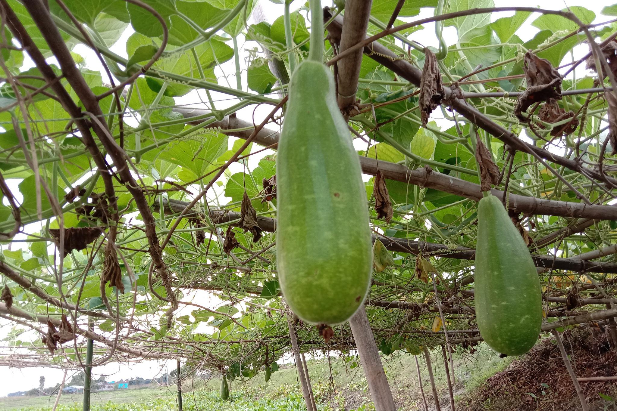 佛手瓜种植技术 佛手瓜是营养丰富,易种植,好管理,效益高的蔬菜作物