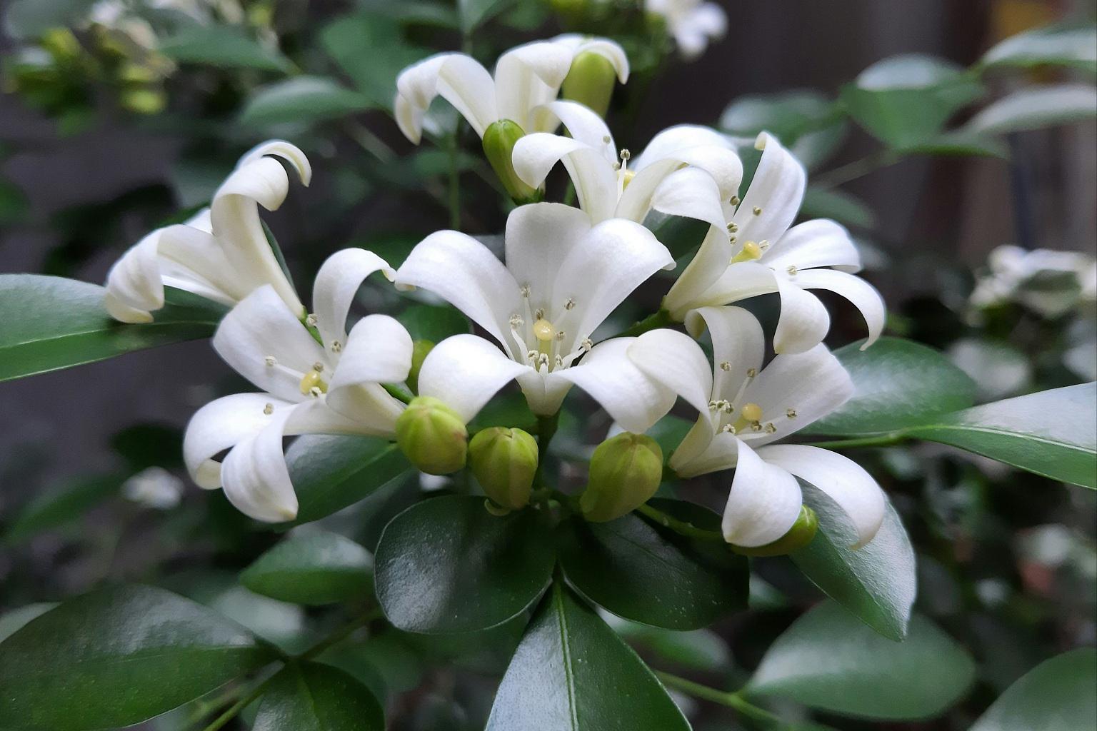 7715阳光与温度 香水米兰花热爱阳光,但又怕被晒伤.