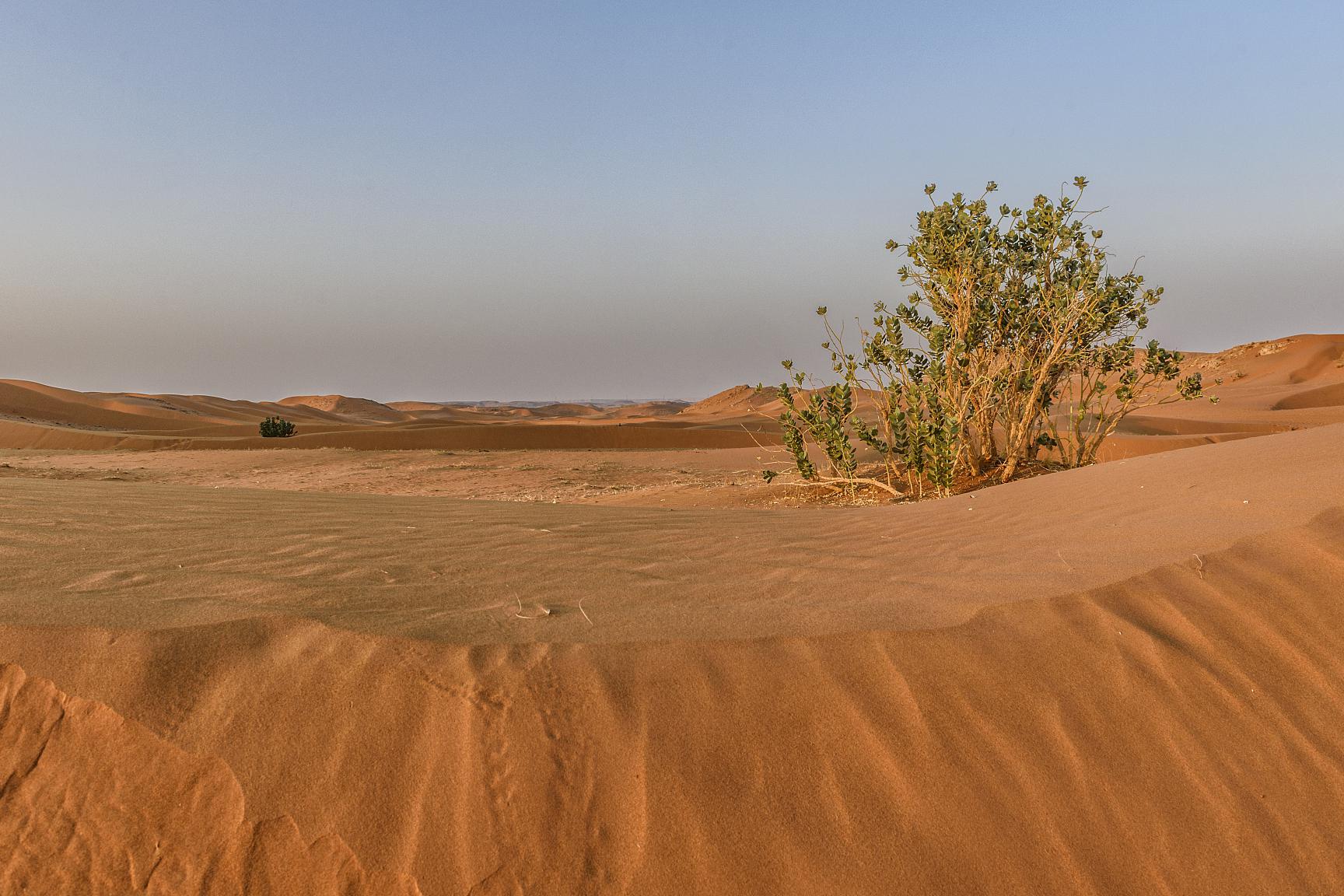 西北荒漠:不一样的花开之地 在浩瀚的西北荒漠,玫瑰似乎成了遥不可及