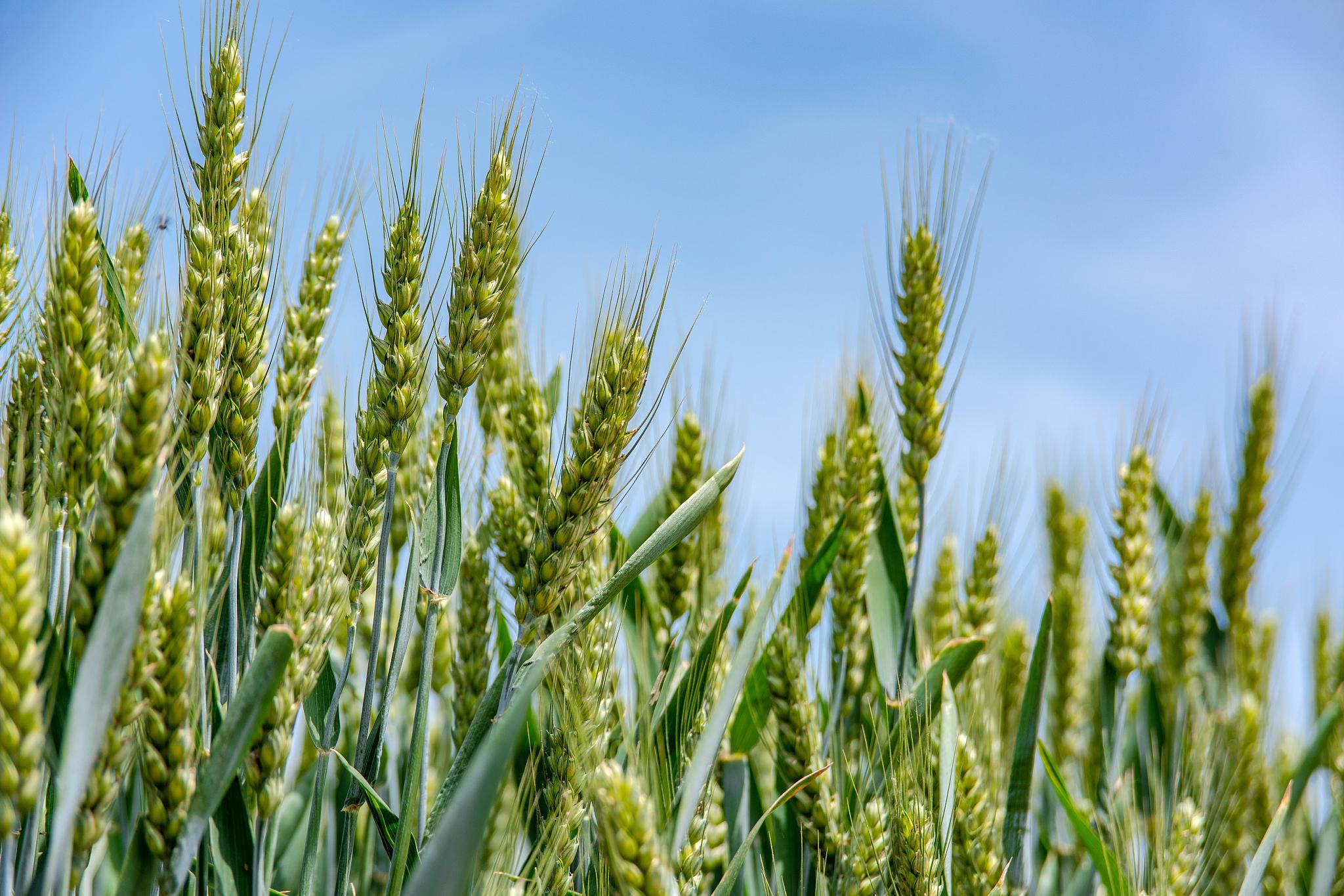 小麦扬花期需谨慎:预防病虫害侵袭的措施与注意事项 小麦扬花期是小麦