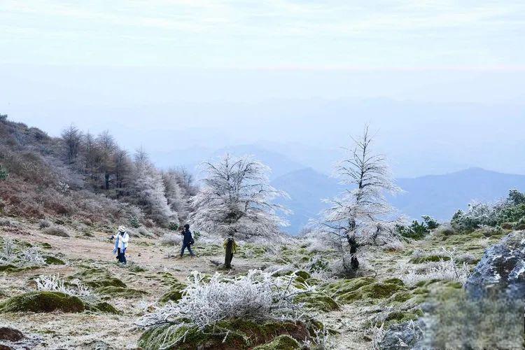 大雷山:浙东南的瑰宝 大雷山,海拔高达1229:4米,是天台,临海,仙居三市