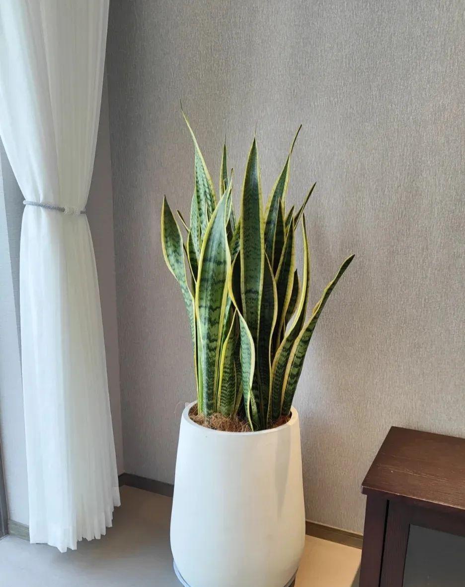 千岁兰:城市中的绿洲 在繁华的都市中,我们渴望心灵的净化,渴望那一抹