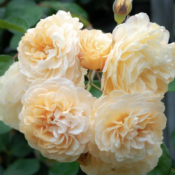 泡芙美人月季:花香四溢,月季之冠 在众多月季品种中,有一款名为"泡芙